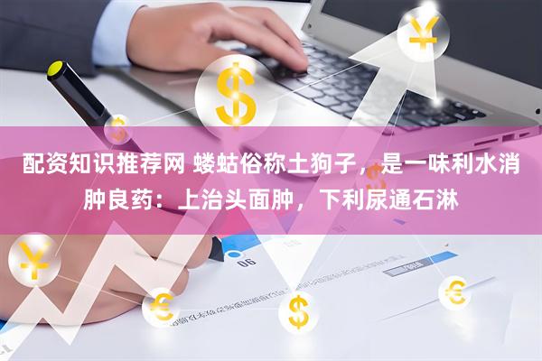 配资知识推荐网 蝼蛄俗称土狗子，是一味利水消肿良药：上治头面肿，下利尿通石淋